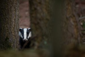 Badger hidden behind a tree in the forest